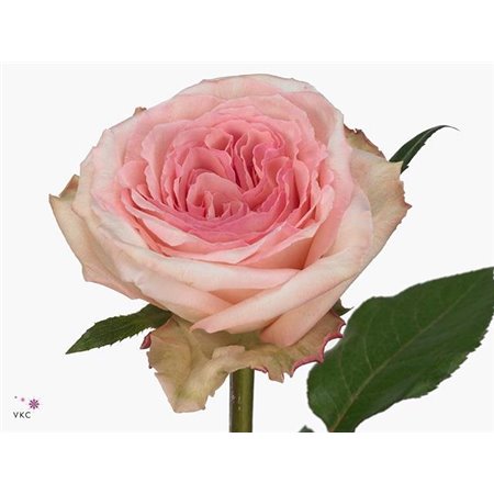 Vrtnica Parfum Pink O Hara c3822