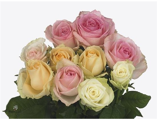 Vrtnica Pastel Mixed in Bunch c3824