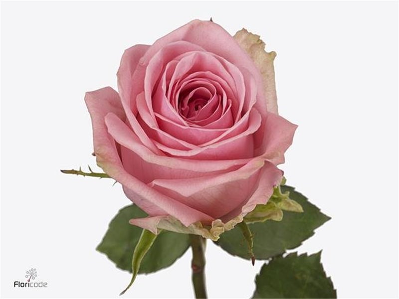 Vrtnica Pink Candy c3832