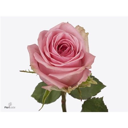 Vrtnica Pink Candy c3832