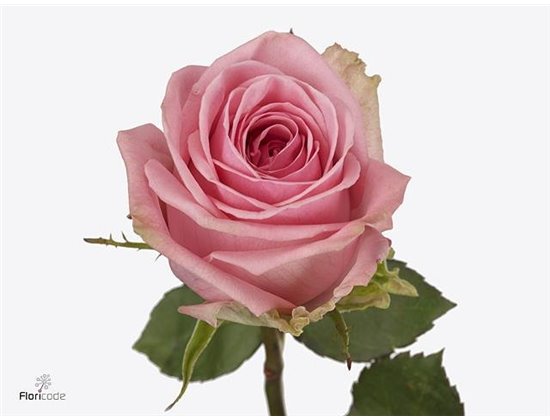 Vrtnica Pink Candy c3833