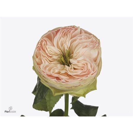 Vrtnica Pink Xpression c3848