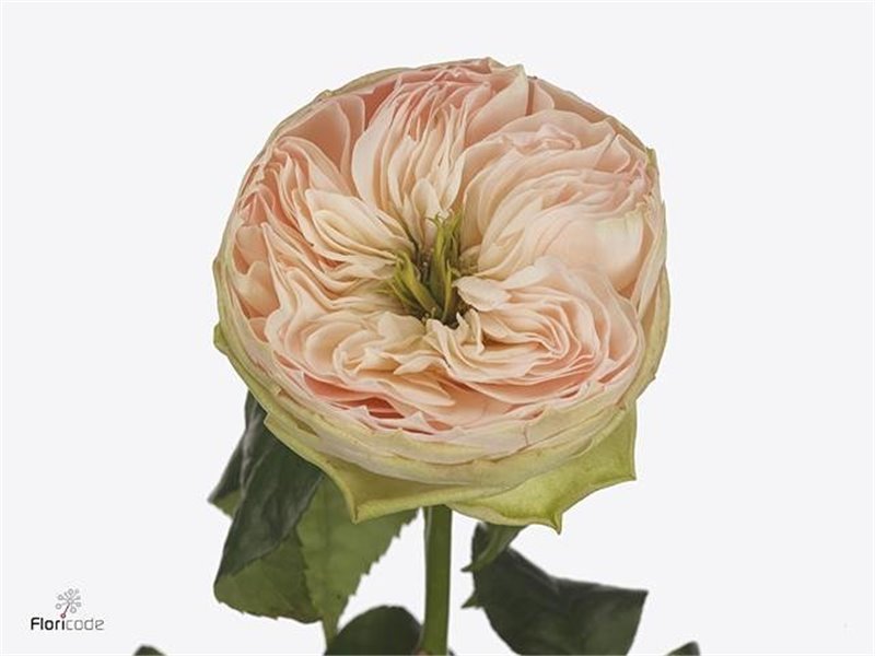 Vrtnica Pinky Pie c3849
