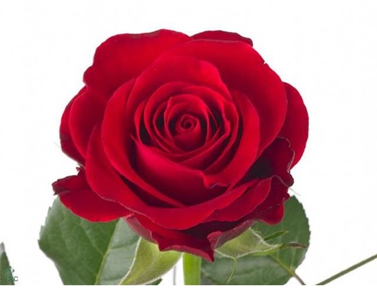 Vrtnica Red Ribbon c3883