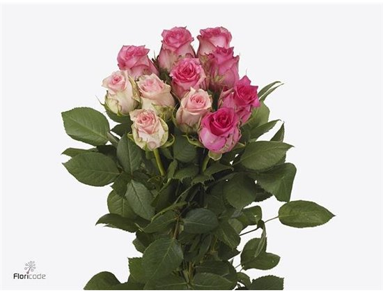Vrtnica Sudoku Mixed in Bunch c3921