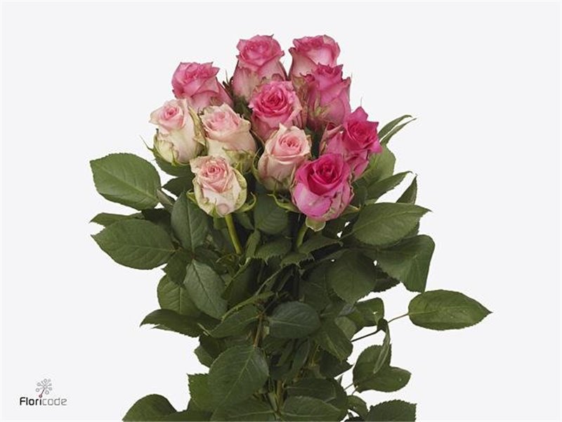 Vrtnica Sudoku Mixed in Bunch c3921