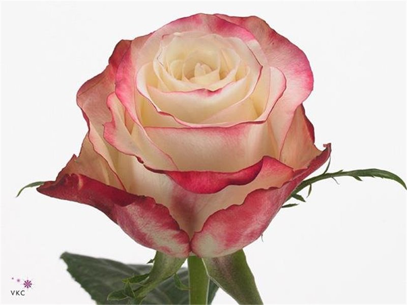 Vrtnica Sweetness c3933