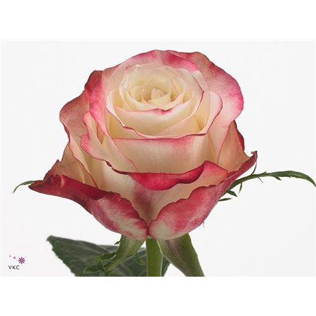 Vrtnica Sweetness c3933