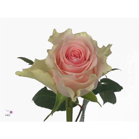 Vrtnica Toffee c3947