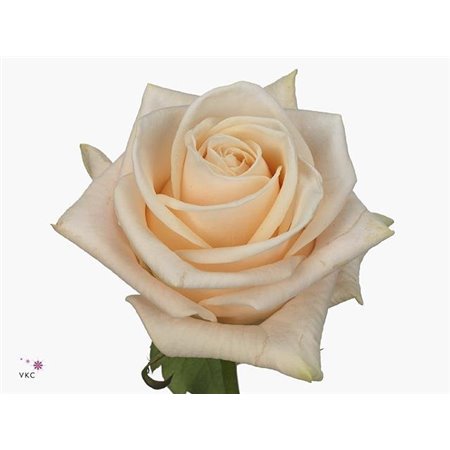 Vrtnica Wedding c3982