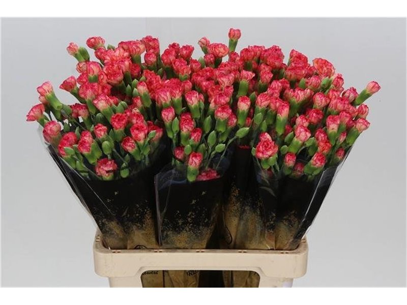 Nagelj Linaria c4158