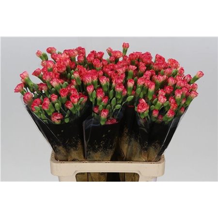 Nagelj Linaria c4158