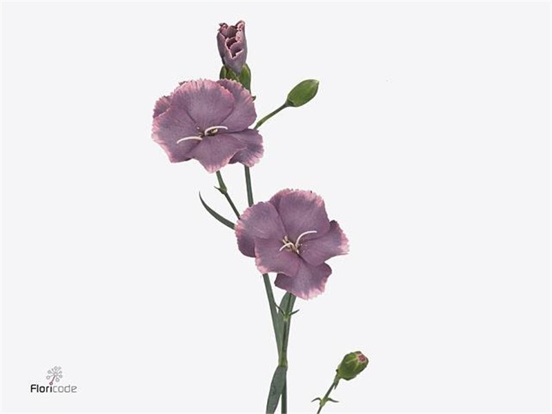 Nagelj Single flowered Hollands Solomio Bono c4171