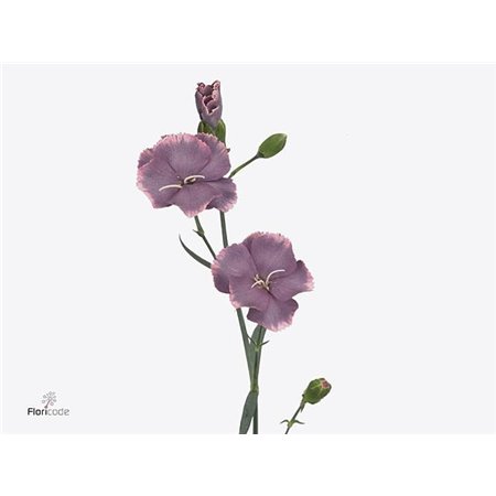 Nagelj Single flowered Hollands Solomio Bono c4171