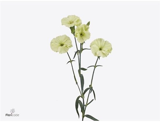 Nagelj Single flowered Solomio Ard c4173