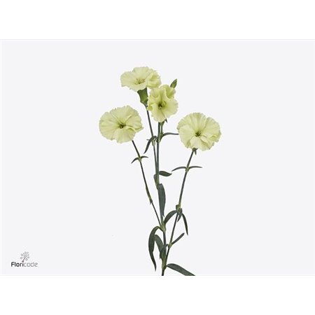 Nagelj Single flowered Solomio Ard c4173