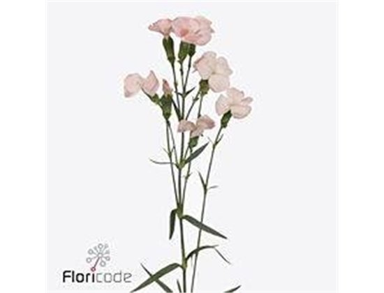 Nagelj Single flowered Solomio Cas c4174
