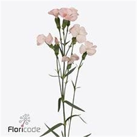 Nagelj Single flowered Solomio Cas c4175