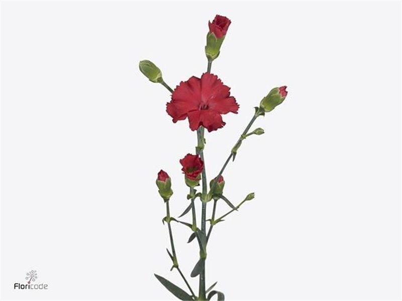 Nagelj Single flowered Symply Love c4179