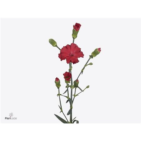 Nagelj Single flowered Symply Love c4179