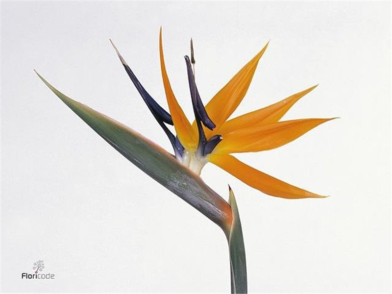 Strelicija Reginae Holl X6 c4201