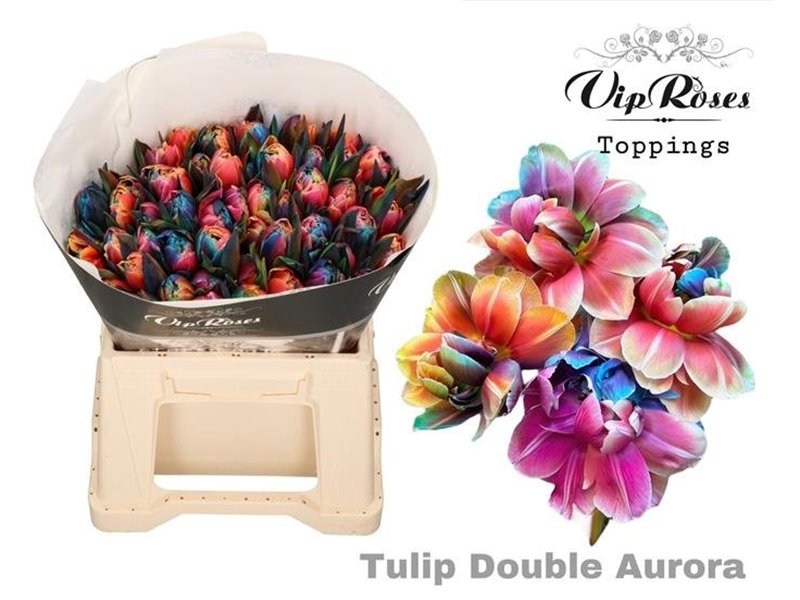 Tulipan Double Double Aurora c4222