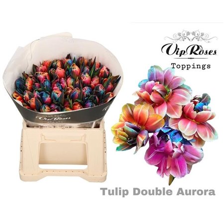 Tulipan Double Double Aurora c4222