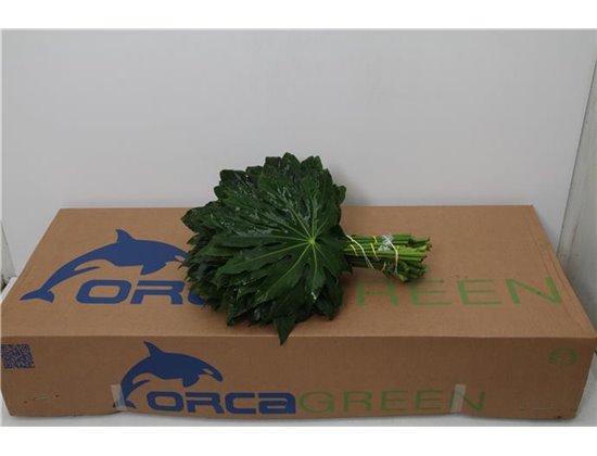 Aralija 40cm (p. bunch) c164