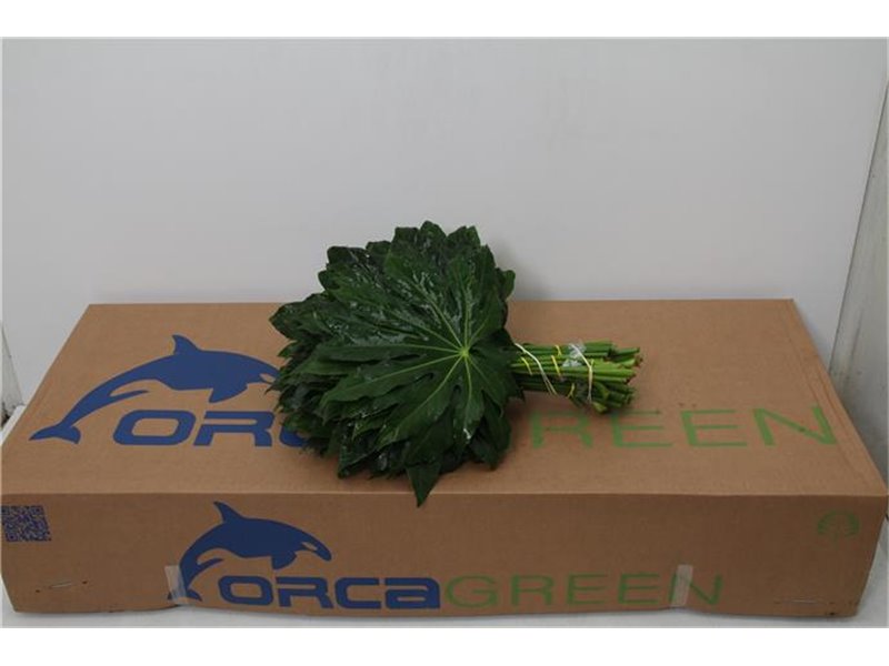 Aralija 40cm (p. bunch) c164