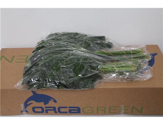 Aralija 60cm (p. bunch) c167