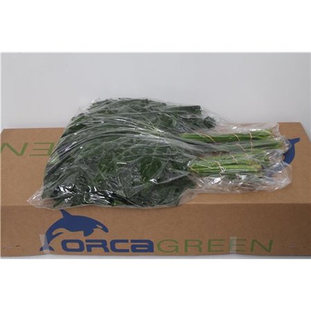 Aralija 60cm (p. bunch) c167