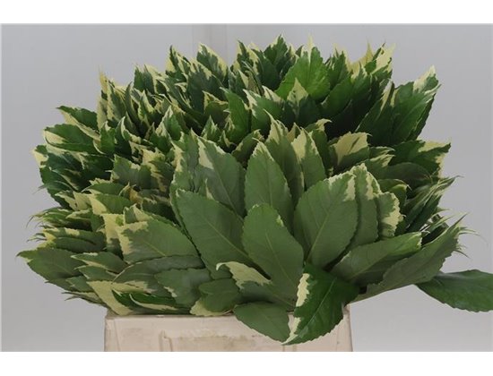 Aralija Variegated 45cm (p. bunch) c170