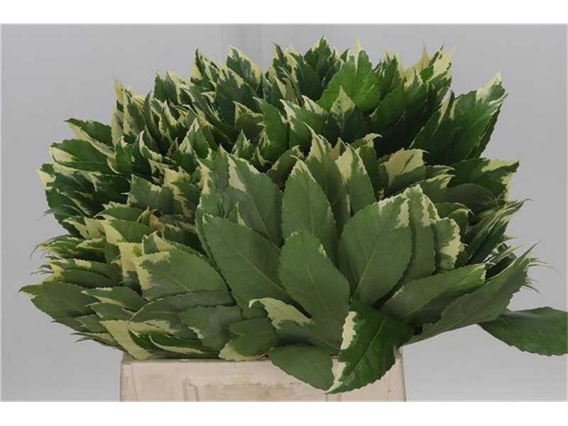 Aralija Variegated 45cm (p. bunch) c170