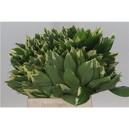 Aralija Variegated 45cm (p. bunch) c170