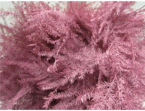 Asparagus 1e feather Rose c180