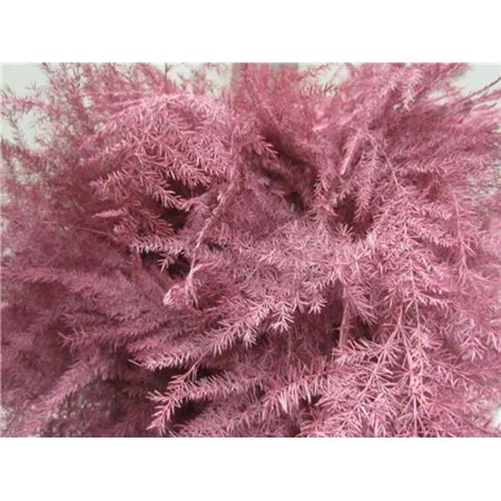 Asparagus 1e feather Rose c180