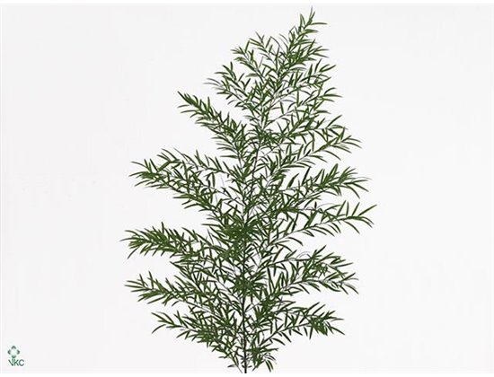 Asparagus Dens Cwebe c181