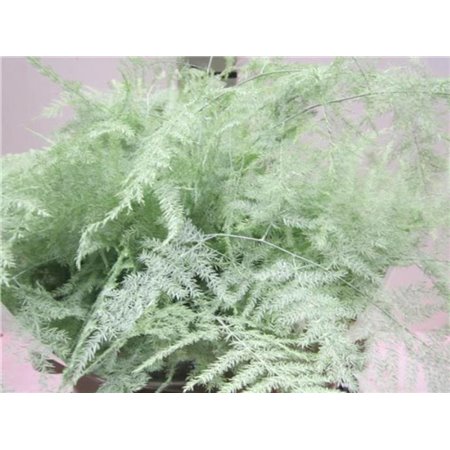 Asparagus Extra feather Mint Green c193