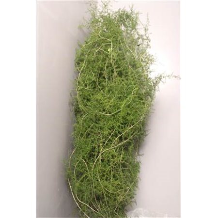 Asparagus Extra feather Rose c195