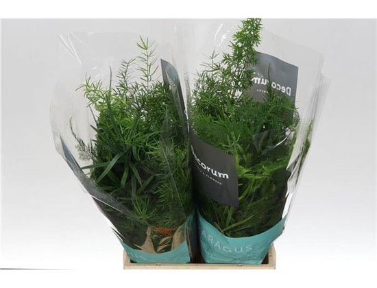 Asparagus Mix Bunch c203