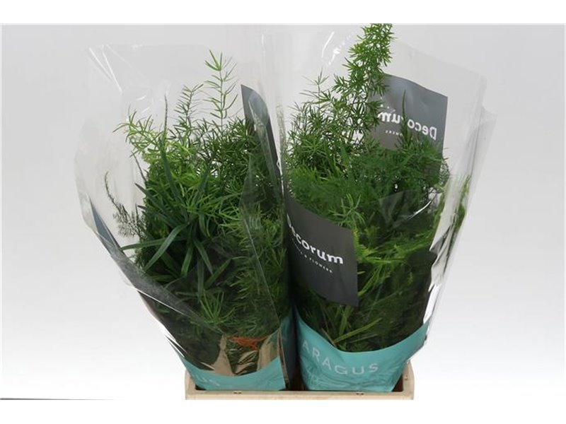 Asparagus Mix Bunch c204