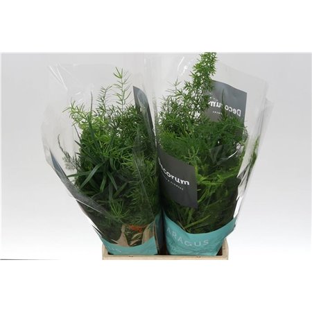 Asparagus Mix Bunch c204