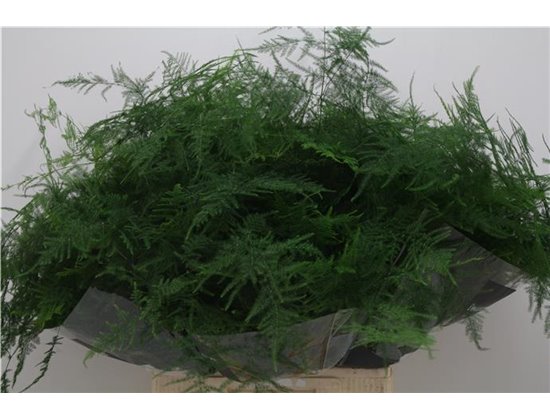 Asparagus Setac Extra feathers c205