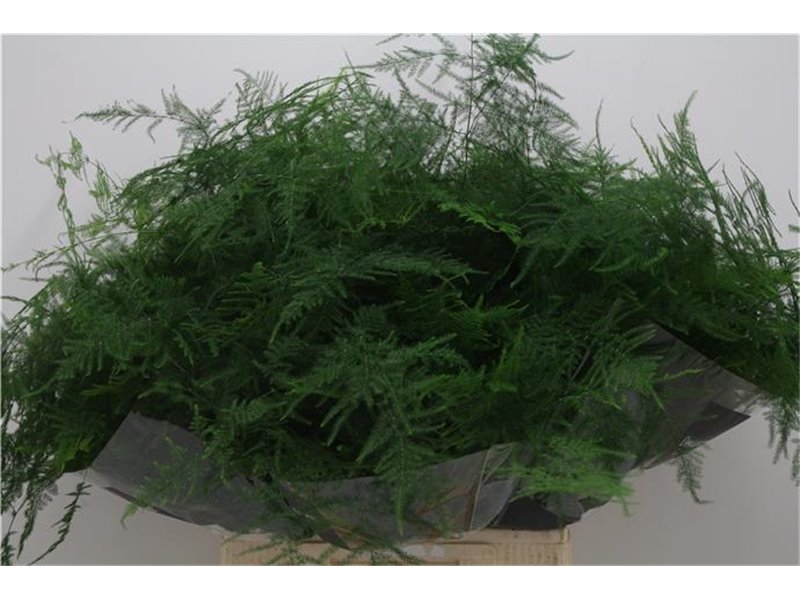 Asparagus Setac Extra feathers c205