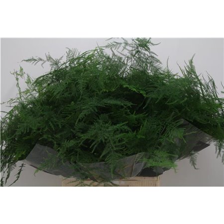 Asparagus Setac Extra feathers c205