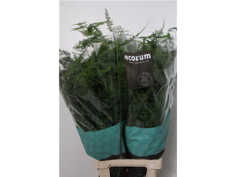 Asparagus Setac Extra feathers c206