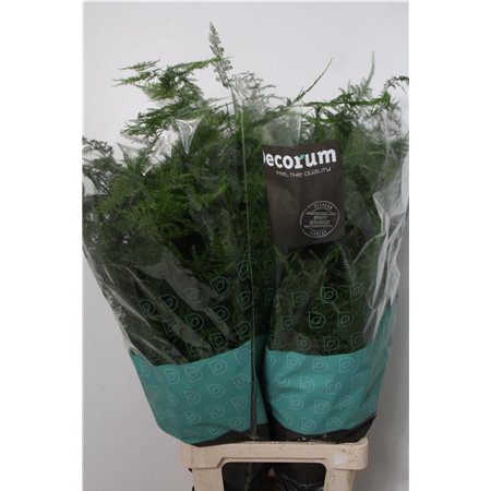 Asparagus Setac Extra feathers c206