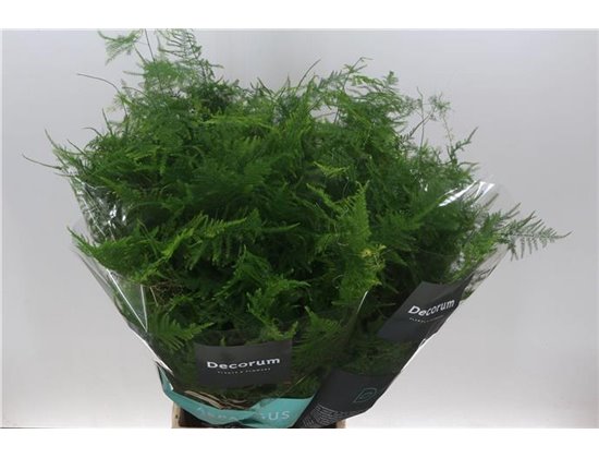 Asparagus Setac middle Getopt c207