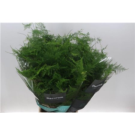 Asparagus Setac middle Getopt c207
