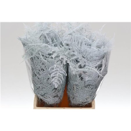 Asparagus Short White c210